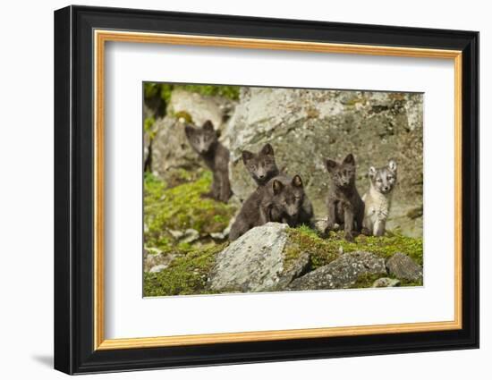 Arctic Fox, Svalbard, Norway-Paul Souders-Framed Photographic Print