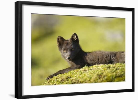 Arctic Fox, Svalbard, Norway-Paul Souders-Framed Photographic Print