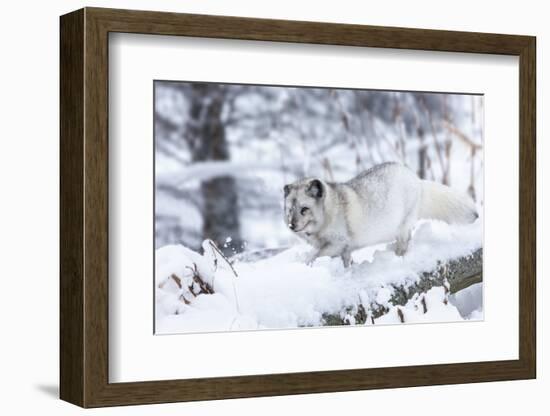 Arctic Fox Vixen (Vulpes Lagopus), Scottish Highlands-Ann & Steve Toon-Framed Photographic Print