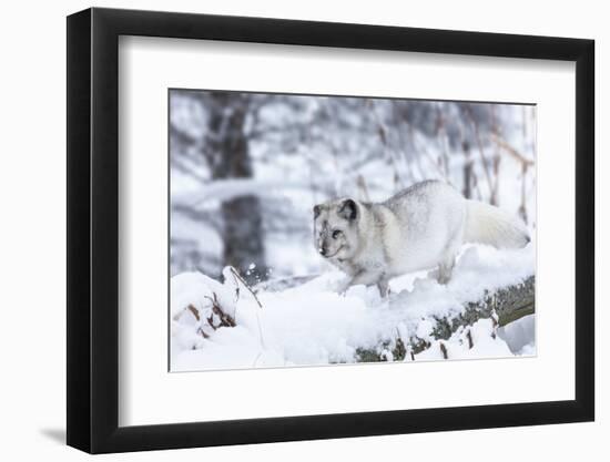 Arctic Fox Vixen (Vulpes Lagopus), Scottish Highlands-Ann & Steve Toon-Framed Photographic Print