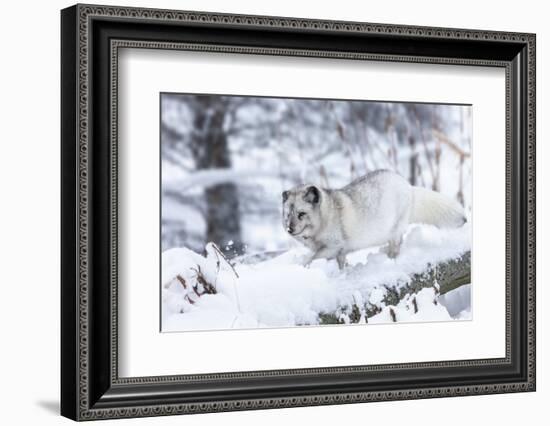 Arctic Fox Vixen (Vulpes Lagopus), Scottish Highlands-Ann & Steve Toon-Framed Photographic Print