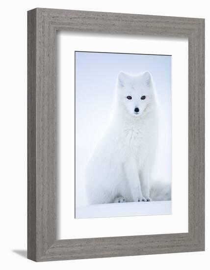 Arctic Fox (Vulpes lagopus), in winter coat portrait, Svalbard, Norway, April.-Danny Green-Framed Photographic Print