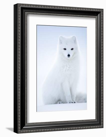 Arctic Fox (Vulpes lagopus), in winter coat portrait, Svalbard, Norway, April.-Danny Green-Framed Photographic Print