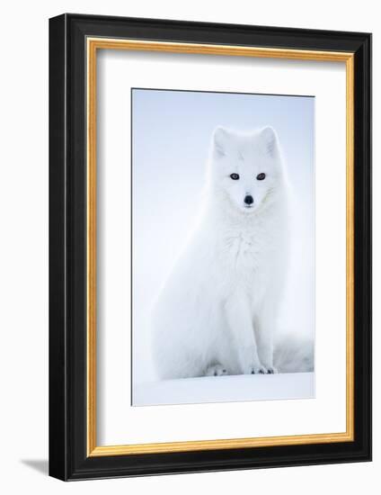 Arctic Fox (Vulpes lagopus), in winter coat portrait, Svalbard, Norway, April.-Danny Green-Framed Photographic Print