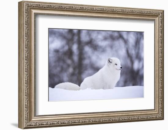 Arctic Fox (Vulpes Lagopus), Polar Park, Norway, Troms, Norway, Scandinavia-Sergio Pitamitz-Framed Photographic Print