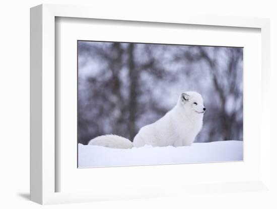 Arctic Fox (Vulpes Lagopus), Polar Park, Norway, Troms, Norway, Scandinavia-Sergio Pitamitz-Framed Photographic Print