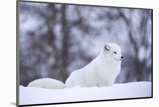 Arctic Fox (Vulpes Lagopus), Polar Park, Norway, Troms, Norway, Scandinavia-Sergio Pitamitz-Mounted Photographic Print