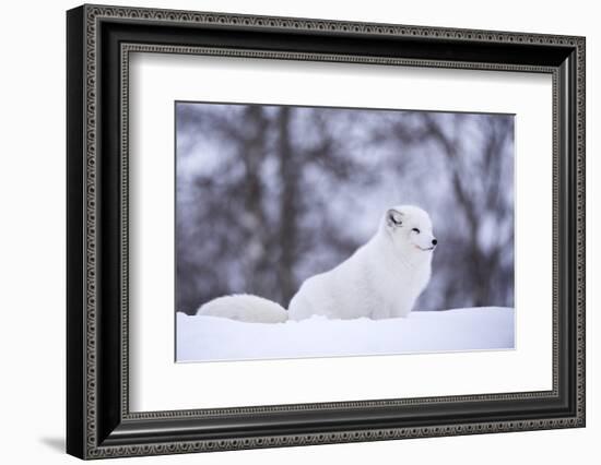 Arctic Fox (Vulpes Lagopus), Polar Park, Norway, Troms, Norway, Scandinavia-Sergio Pitamitz-Framed Photographic Print