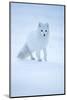 Arctic Fox (Vulpes lagopus) portrait in winter coat, Svalbard, Norway, April.-Danny Green-Mounted Photographic Print