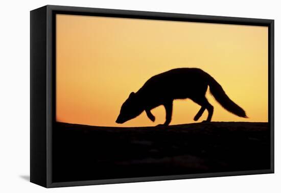 Arctic Fox (Vulpes Lagopus) Silhouetted at Sunset, Greenland, August 2009-Jensen-Framed Premier Image Canvas