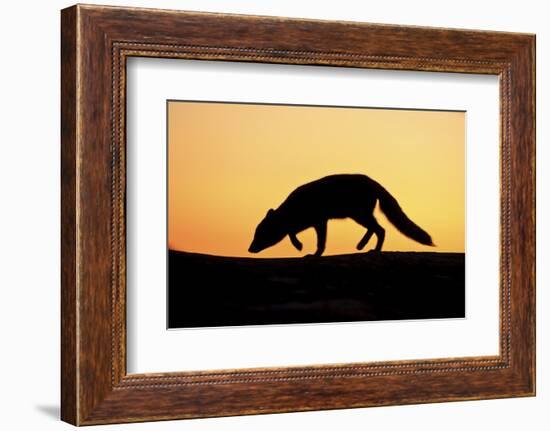 Arctic Fox (Vulpes Lagopus) Silhouetted at Sunset, Greenland, August 2009-Jensen-Framed Photographic Print