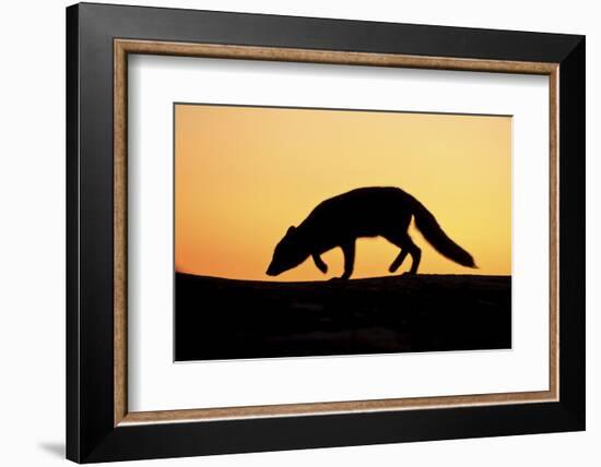 Arctic Fox (Vulpes Lagopus) Silhouetted at Sunset, Greenland, August 2009-Jensen-Framed Photographic Print