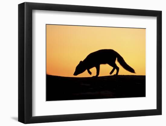 Arctic Fox (Vulpes Lagopus) Silhouetted at Sunset, Greenland, August 2009-Jensen-Framed Photographic Print