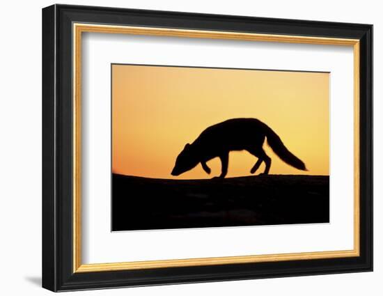 Arctic Fox (Vulpes Lagopus) Silhouetted at Sunset, Greenland, August 2009-Jensen-Framed Photographic Print