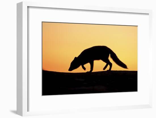 Arctic Fox (Vulpes Lagopus) Silhouetted at Sunset, Greenland, August 2009-Jensen-Framed Photographic Print