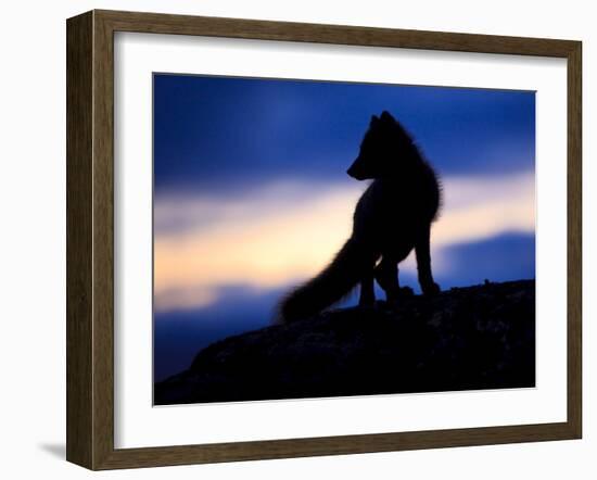 Arctic Fox (Vulpes Lagopus) Silhouetted at Twilight, Greenland, August 2009-Jensen-Framed Photographic Print