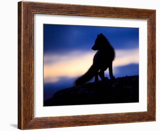 Arctic Fox (Vulpes Lagopus) Silhouetted at Twilight, Greenland, August 2009-Jensen-Framed Photographic Print