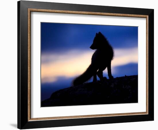 Arctic Fox (Vulpes Lagopus) Silhouetted at Twilight, Greenland, August 2009-Jensen-Framed Photographic Print