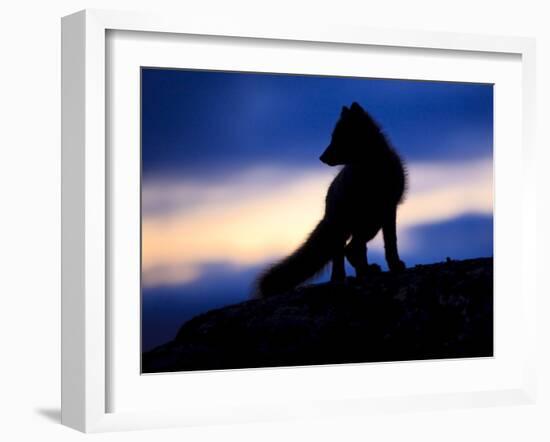 Arctic Fox (Vulpes Lagopus) Silhouetted at Twilight, Greenland, August 2009-Jensen-Framed Photographic Print