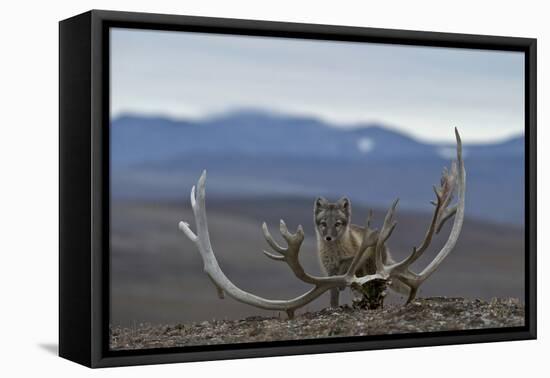 Arctic Fox (Vulpes Lagopus) Standing Next To Reindeer Skull-Sergey Gorshkov-Framed Premier Image Canvas