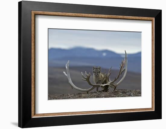 Arctic Fox (Vulpes Lagopus) Standing Next To Reindeer Skull-Sergey Gorshkov-Framed Photographic Print