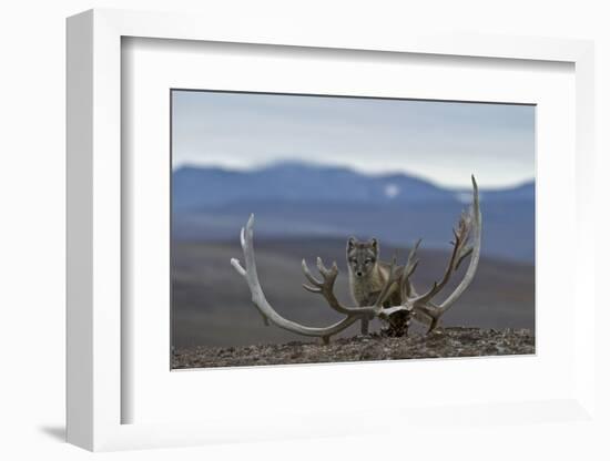 Arctic Fox (Vulpes Lagopus) Standing Next To Reindeer Skull-Sergey Gorshkov-Framed Photographic Print