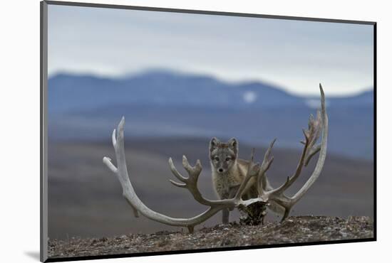 Arctic Fox (Vulpes Lagopus) Standing Next To Reindeer Skull-Sergey Gorshkov-Mounted Photographic Print