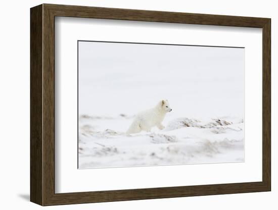 Arctic fox (Vulpes lagopus) white colour morph, Iceland-Terry Whittaker-Framed Photographic Print