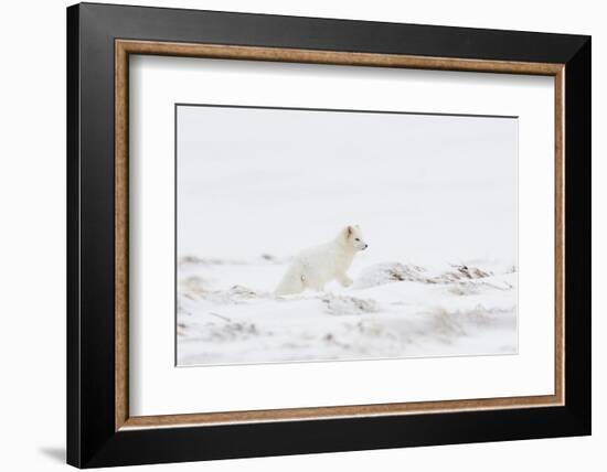 Arctic fox (Vulpes lagopus) white colour morph, Iceland-Terry Whittaker-Framed Photographic Print