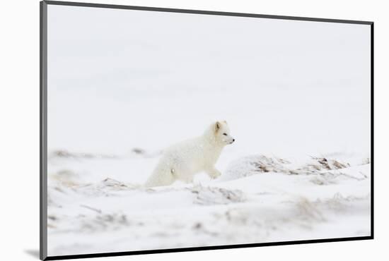 Arctic fox (Vulpes lagopus) white colour morph, Iceland-Terry Whittaker-Mounted Photographic Print