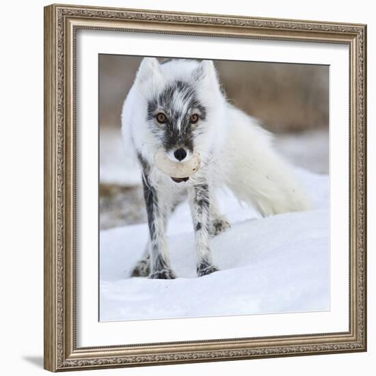 Arctic Fox (Vulpes Lagopus) With Snow Goose Egg In Mouth-Sergey Gorshkov-Framed Photographic Print