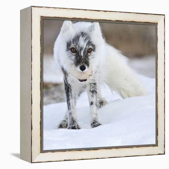 Arctic Fox (Vulpes Lagopus) With Snow Goose Egg In Mouth-Sergey Gorshkov-Framed Premier Image Canvas