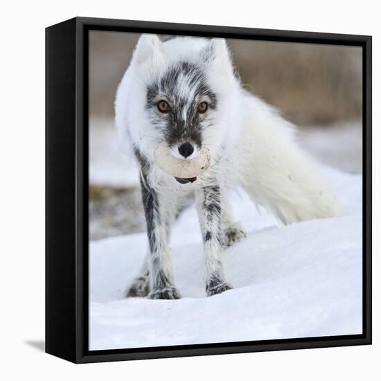 Arctic Fox (Vulpes Lagopus) With Snow Goose Egg In Mouth-Sergey Gorshkov-Framed Premier Image Canvas