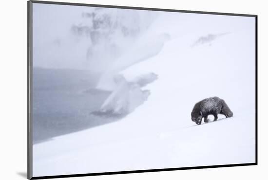 Arctic fox walking on coastal cliffs in snow, Iceland-Danny Green-Mounted Photographic Print