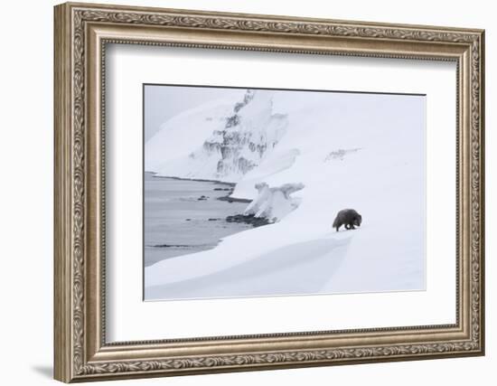 Arctic fox walking on coastal cliffs in snow, Iceland-Danny Green-Framed Photographic Print