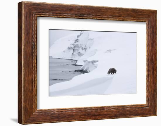 Arctic fox walking on coastal cliffs in snow, Iceland-Danny Green-Framed Photographic Print