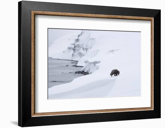 Arctic fox walking on coastal cliffs in snow, Iceland-Danny Green-Framed Photographic Print