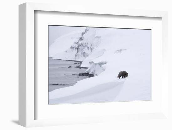 Arctic fox walking on coastal cliffs in snow, Iceland-Danny Green-Framed Photographic Print