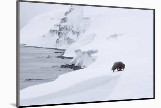 Arctic fox walking on coastal cliffs in snow, Iceland-Danny Green-Mounted Photographic Print