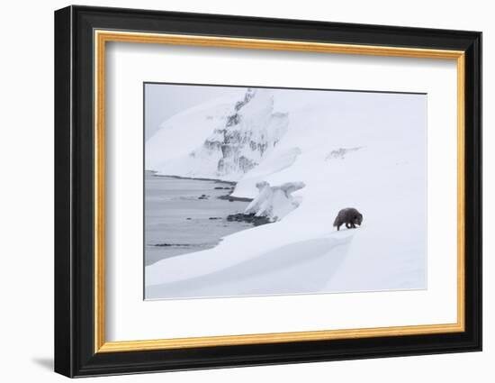 Arctic fox walking on coastal cliffs in snow, Iceland-Danny Green-Framed Photographic Print