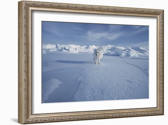 Arctic Fox-Doug Allan-Framed Photographic Print