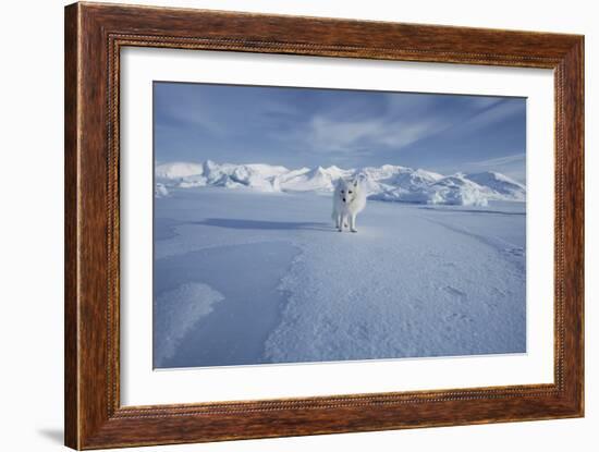 Arctic Fox-Doug Allan-Framed Photographic Print