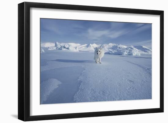 Arctic Fox-Doug Allan-Framed Photographic Print