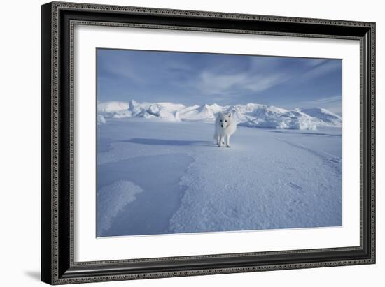 Arctic Fox-Doug Allan-Framed Photographic Print