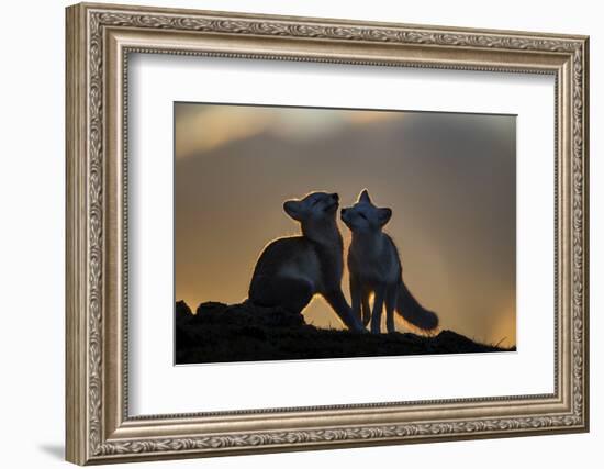 Arctic Fox-Arne K Mala-Framed Photographic Print