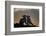 Arctic Fox-Arne K Mala-Framed Photographic Print