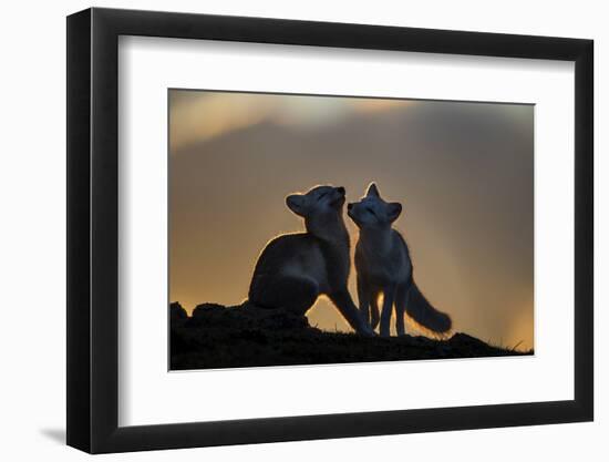 Arctic Fox-Arne K Mala-Framed Photographic Print