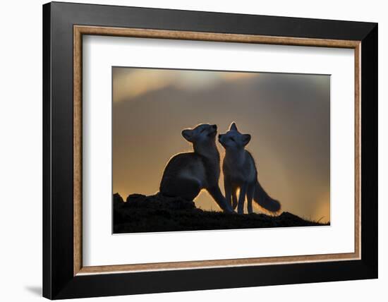 Arctic Fox-Arne K Mala-Framed Photographic Print