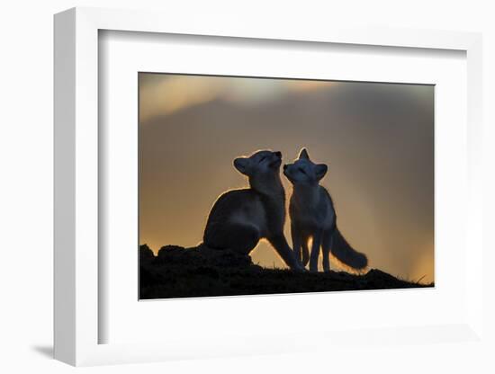 Arctic Fox-Arne K Mala-Framed Photographic Print