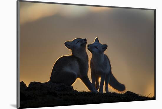 Arctic Fox-Arne K Mala-Mounted Photographic Print